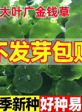 野生大叶金钱草种子食用广金钱草