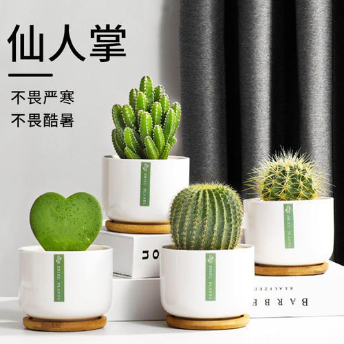 仙人掌盆栽室内仙人球多肉花卉植