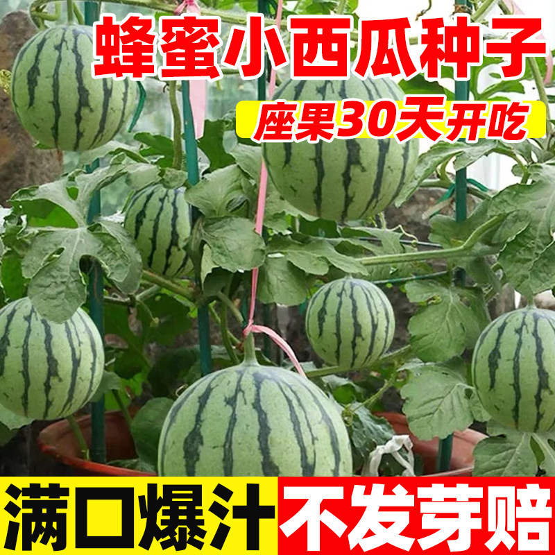 盆栽蜂蜜小西瓜种子四季播种阳台庭院迷你小西瓜种籽水果蔬菜种子