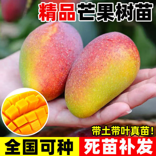 芒果树苗当年结盆栽嫁接贵