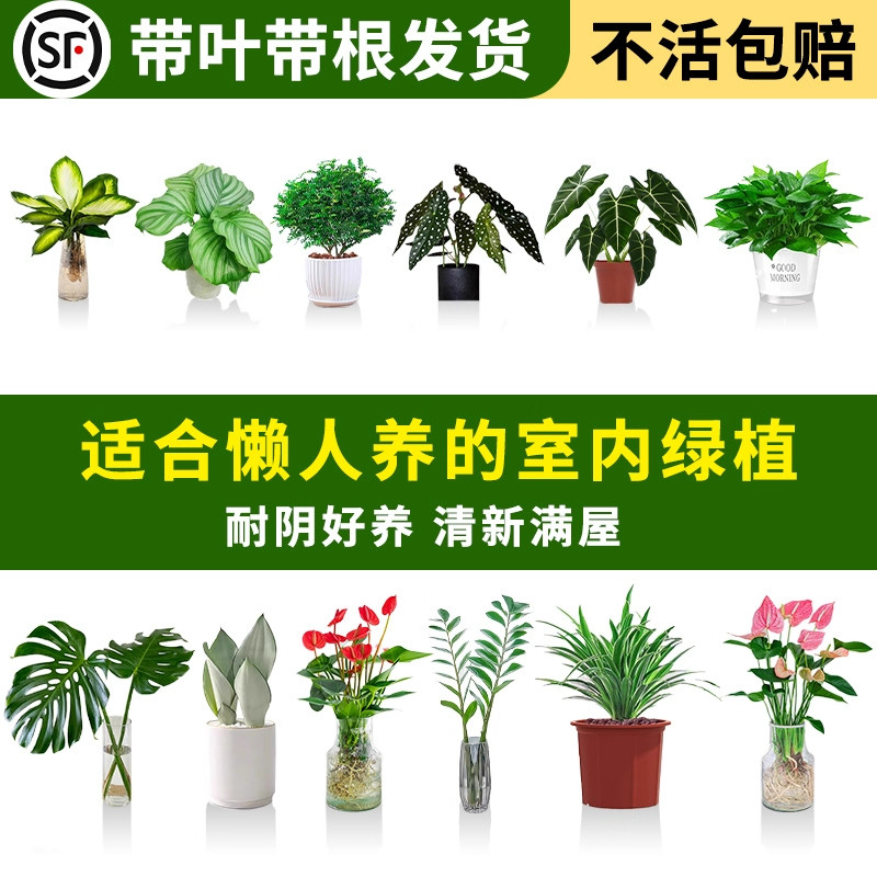 适合懒人养的绿植盆栽盆景花卉水培绿萝吊兰好养活室内四季植物苗