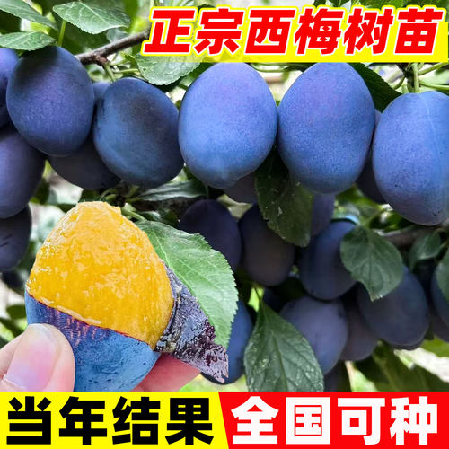 西梅树树苗特大盆栽地载当年结果