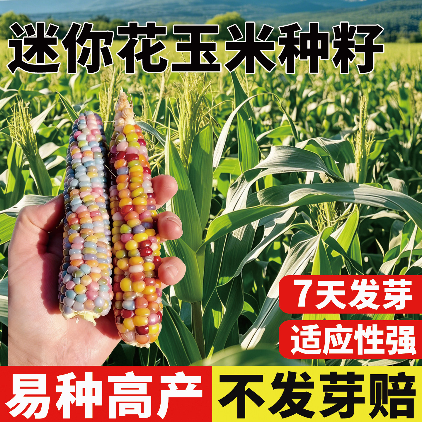 迷你花玉米种子四季种早熟高产可图片