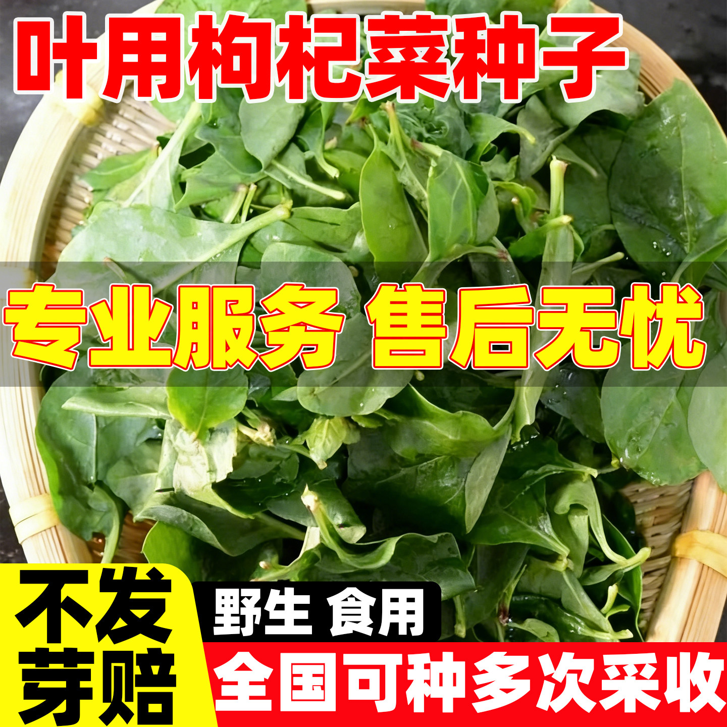 叶用枸杞菜种子菜用枸杞芽菜种苗食用枸杞蔬菜籽四季盆栽庭院种植