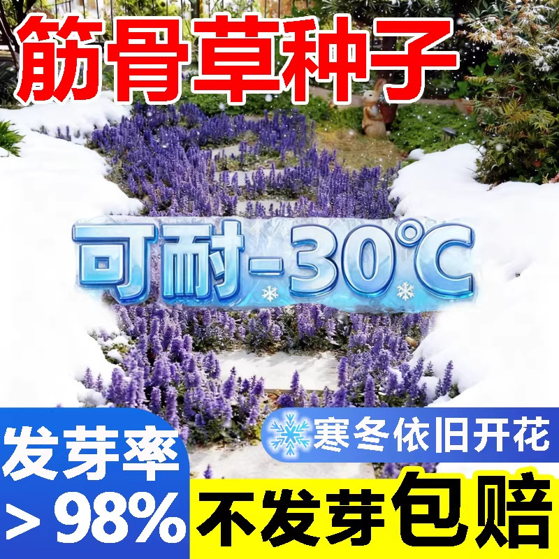 筋骨草花种子籽多年生四季常绿地