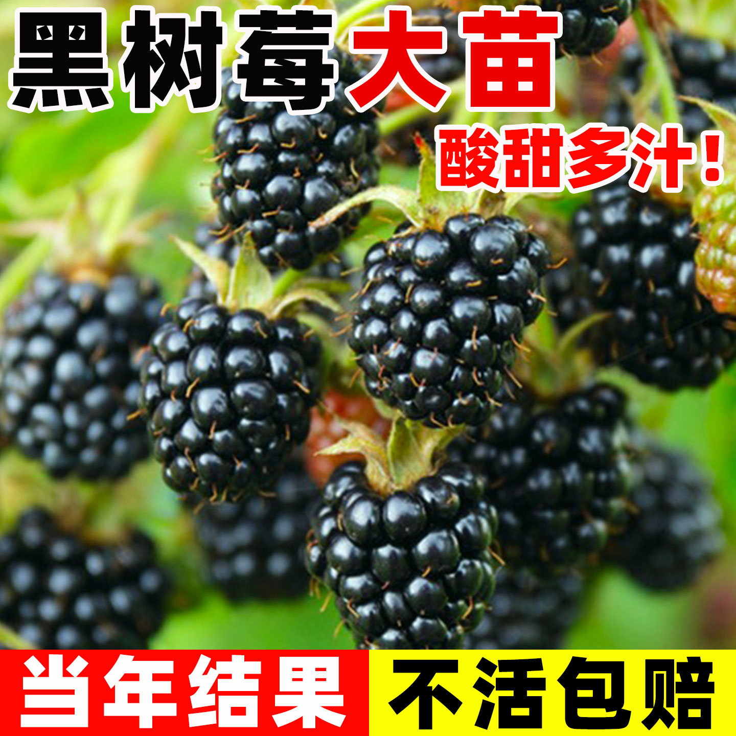 黑莓树苗果南方种植当年结
