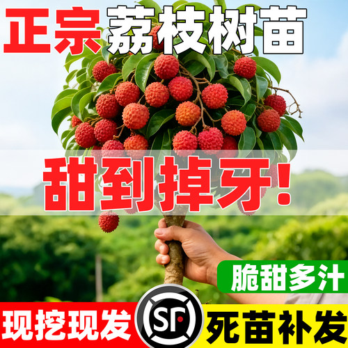荔枝树苖特大号无核桂味妃