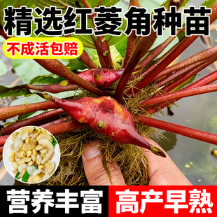 高产大菱角种苗青菱角种四季水生植物老菱角种苗南北方池塘种植