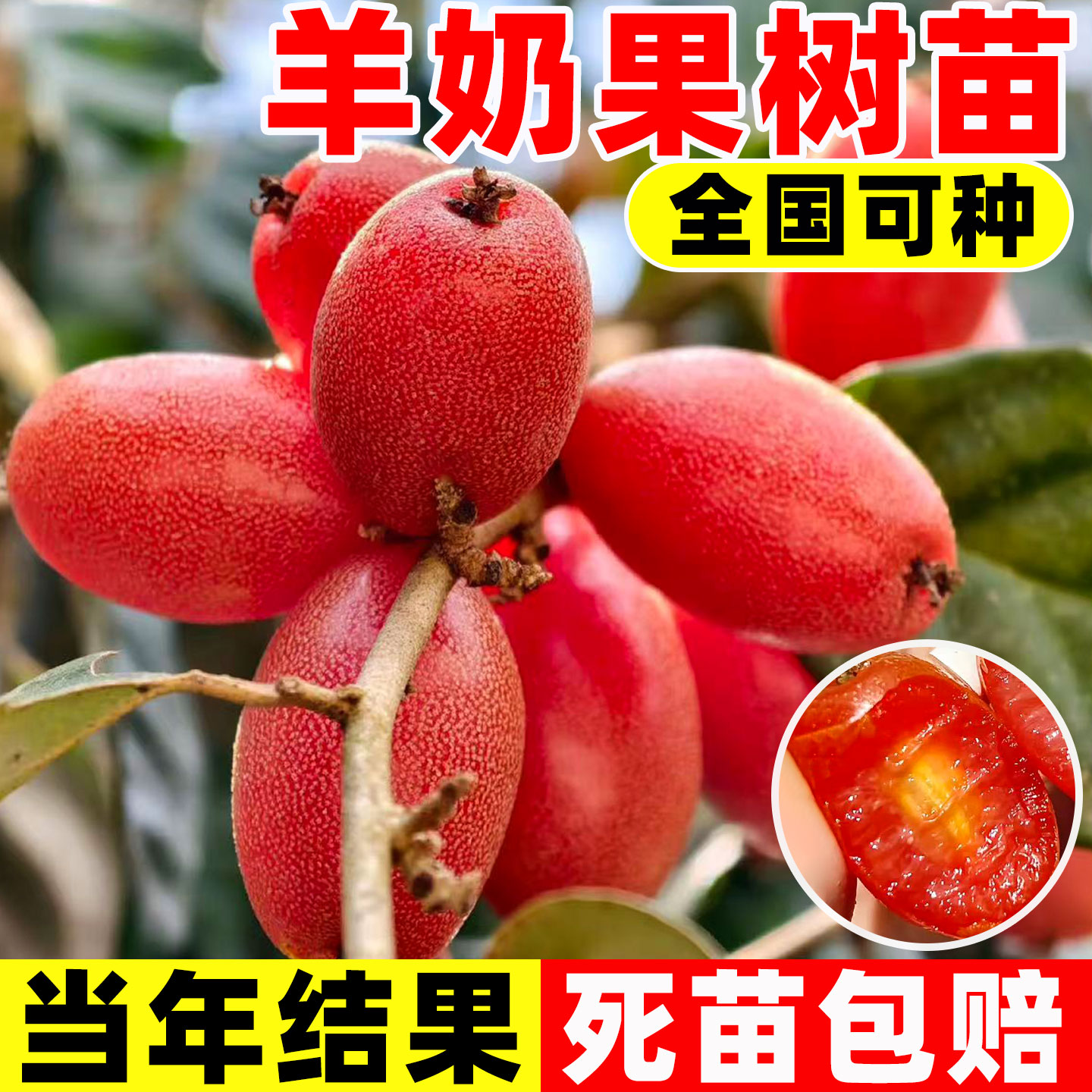 羊奶果嫁接苗德甜二号特大图片