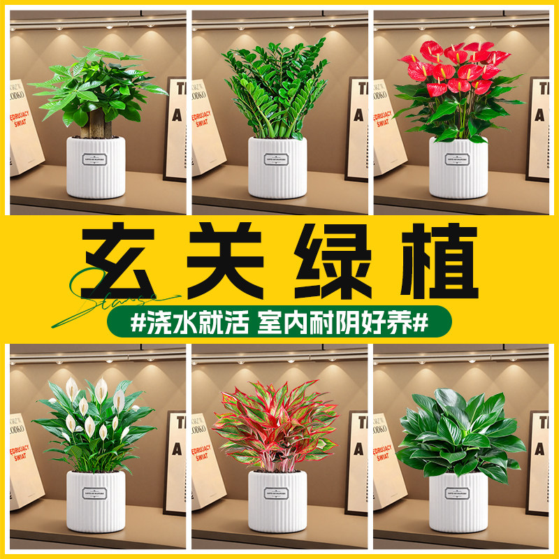 玄关绿植发财树金钱树室内植物花卉白掌红掌盆栽招财旺宅四季好养