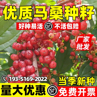 马桑种子灌木草籽护坡固土山边坡紫穗槐刺槐绿化矿山绿化复绿草籽