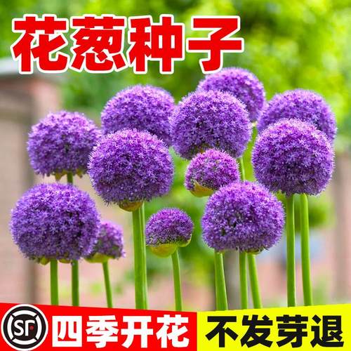 花葱种子多年生宿根虾夷葱花籽苗