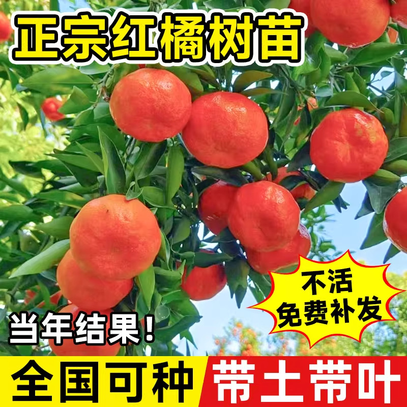 四川红橘树苗老品种耐寒当年结果大红袍桔子树苗早熟正宗蜜桔树苗