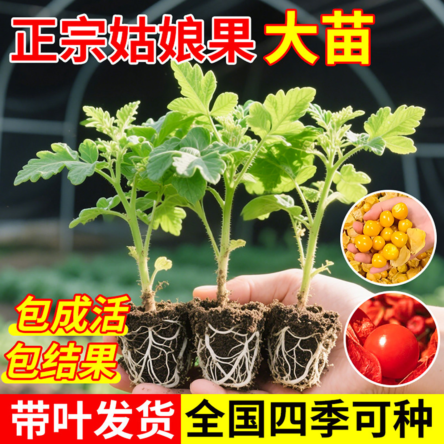 姑娘果特大果苗种苗新鲜大果水果盆栽室内阳台庭院植物春秋蔬菜苗
