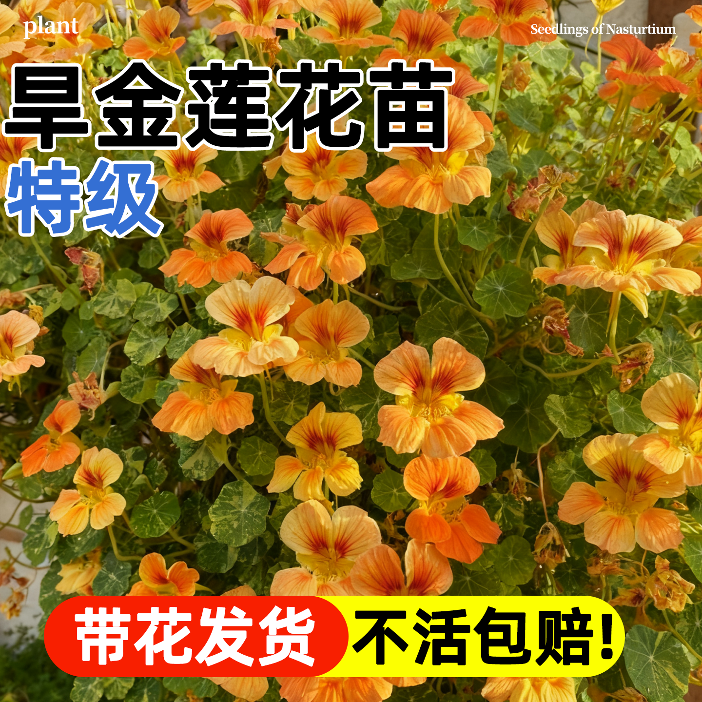 旱金莲花苗旱荷花盆栽庭院金莲花好养易成活阳台花园垂吊爬藤花卉