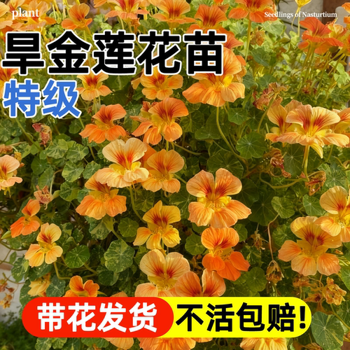 旱金莲花苗旱荷花盆栽金莲花好养
