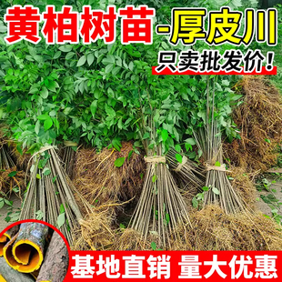 正宗黄柏树苗厚皮中药材树苗四川发货造林绿化剥黄皮耐寒植物批发