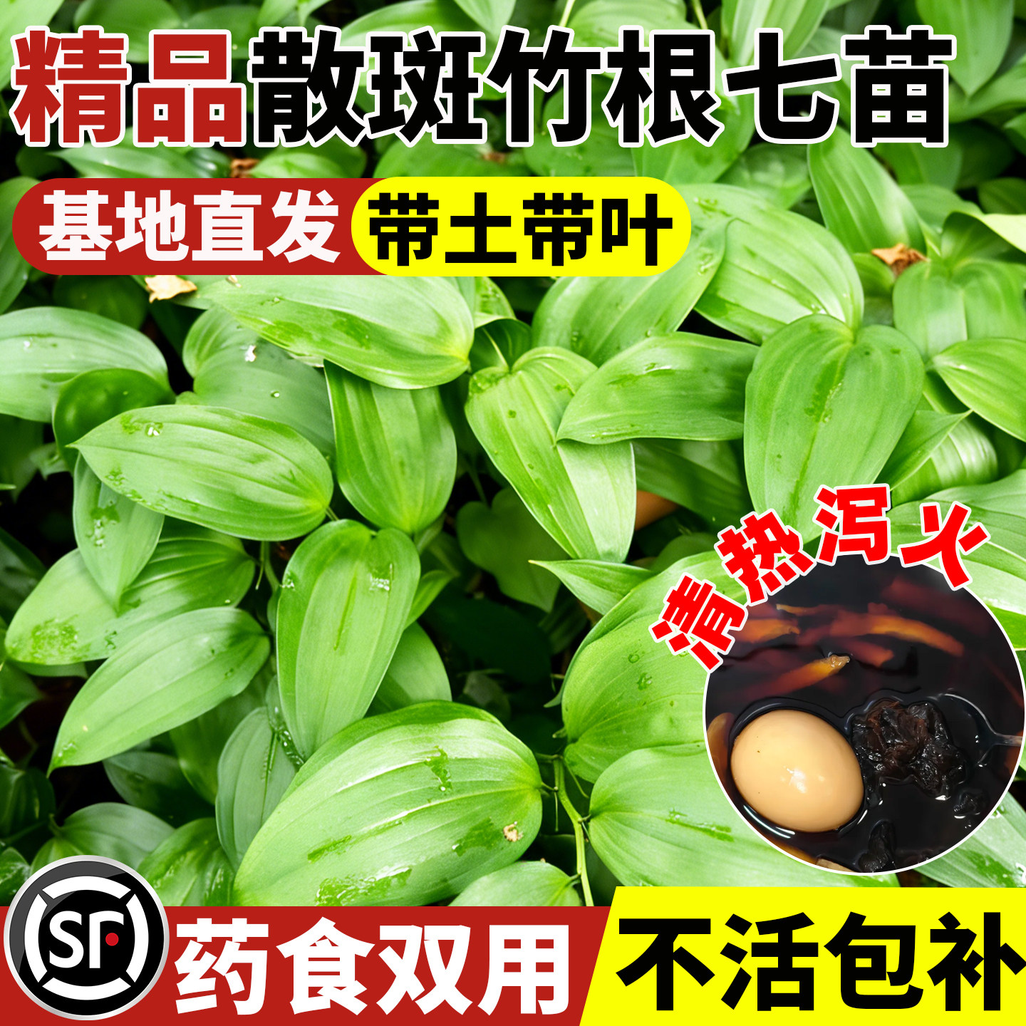 散斑竹根七人工繁育山野草原生种