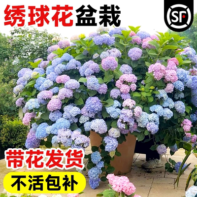 绣球花苗盆栽开花无尽夏绣球花桩