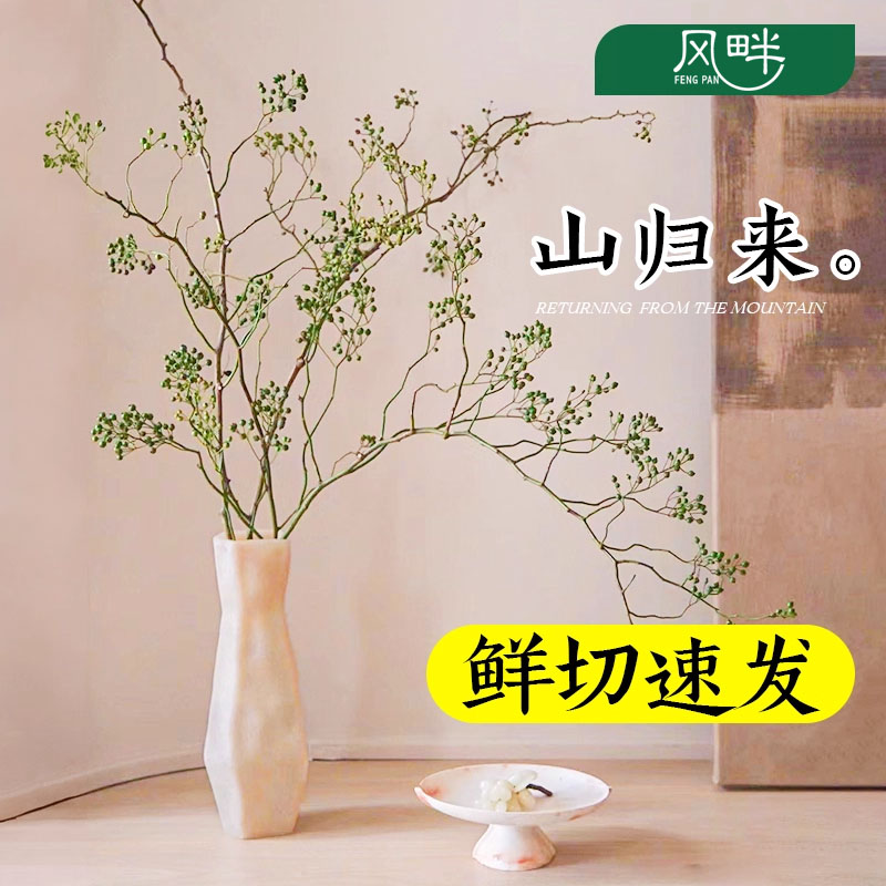 山归来鲜切水培植物蔷薇果枝条室