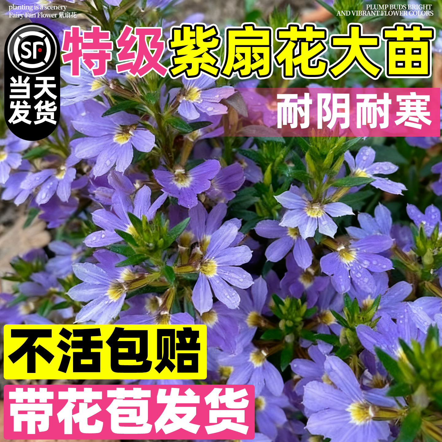 紫扇花盆栽花苗草海桐蓝扇花紫色扇子花半扇花阳台庭院花境绿植苗