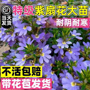 紫扇花盆栽花苗草海桐蓝扇花紫色扇子花半扇花阳台庭院花境绿植苗