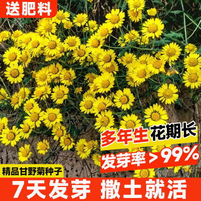 甘野菊种子易成活耐贫瘠花