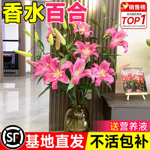 云南基地直发香水百合鲜花家用插花材料室内水培植物花卉花期超长