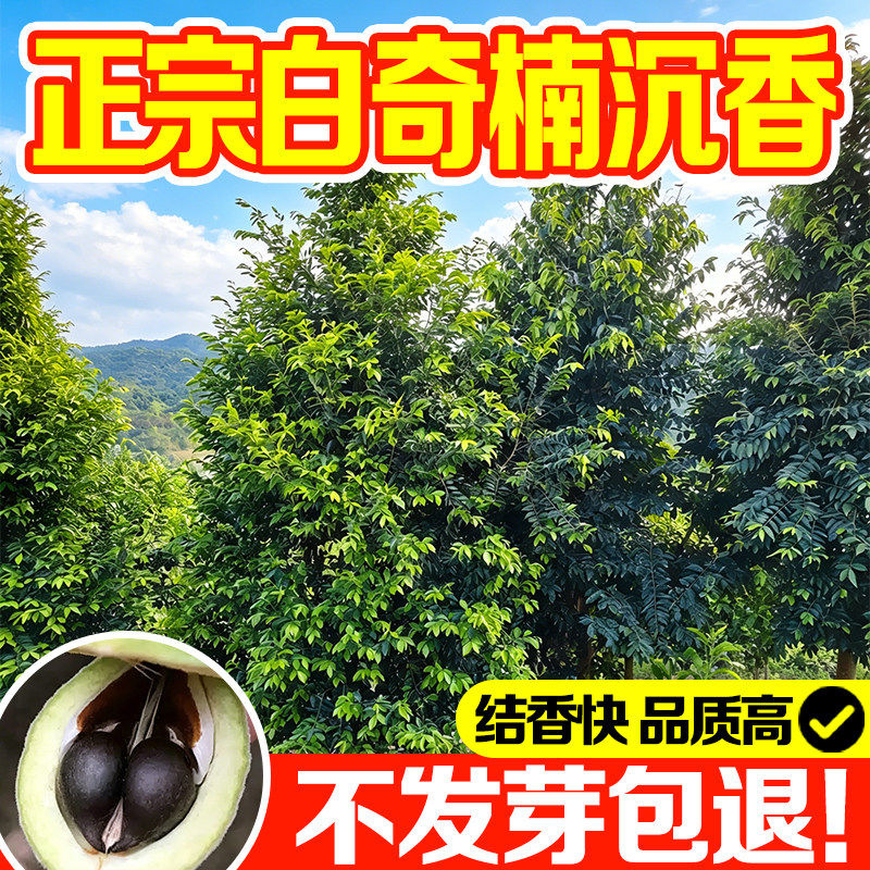 沉香种子名贵树四季播种抗病高产