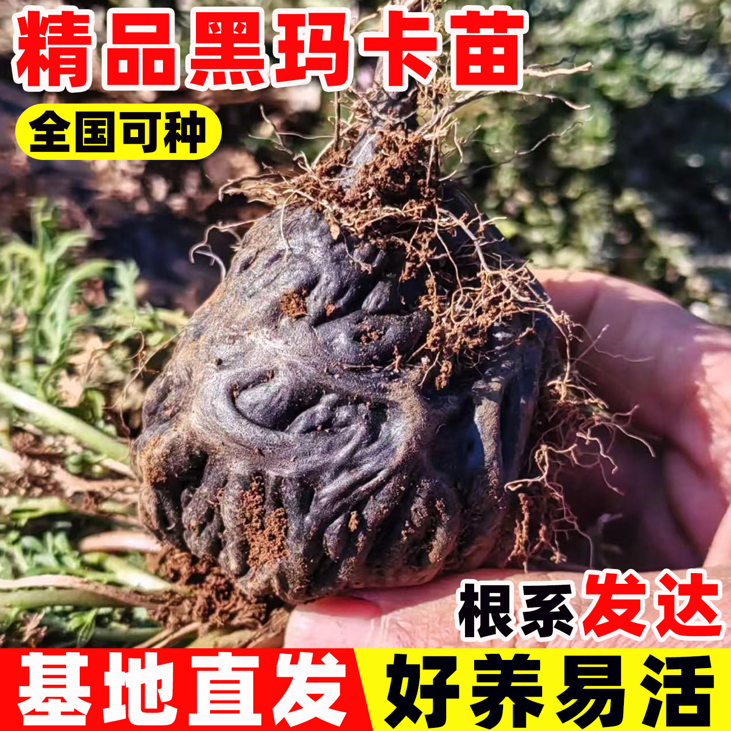 黑玛卡苗秘鲁玛咖苗四季种植易成活玛卡苗可盆栽早熟高产白玛卡苗