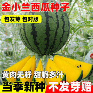 金小兰西瓜种子黄皮红瓤西瓜种籽春夏秋四季盆栽阳台西瓜水果种苗