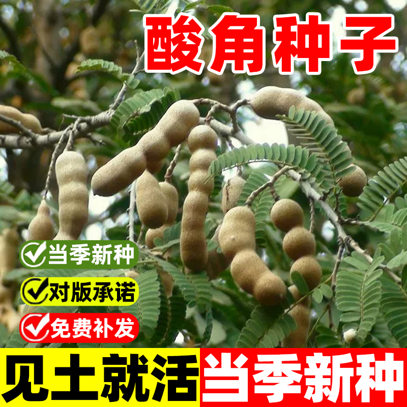 酸角种子罗望子酸豆种籽甜目坎甜角麻夯四季酸梅通血香木罕曼姆酸