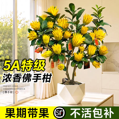 云南佛手柑盆栽特大带果可食用浓