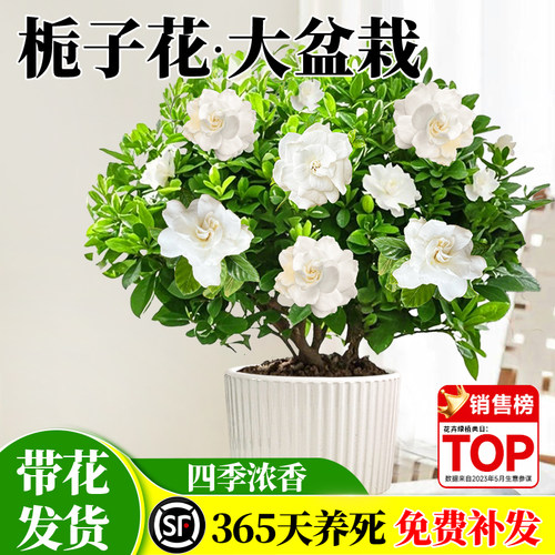 栀子花盆栽花卉植物室内