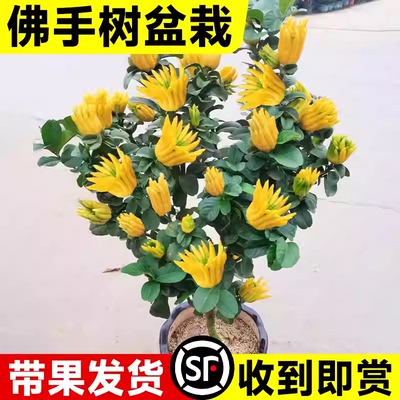 佛手树盆栽金华佛手柑苗带果可食