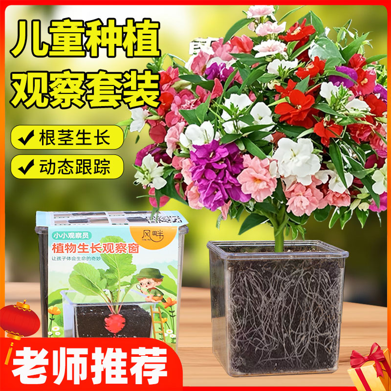 四季种植儿童种植盆栽套装凤仙花种子小学生实验草莓太阳花种籽孑