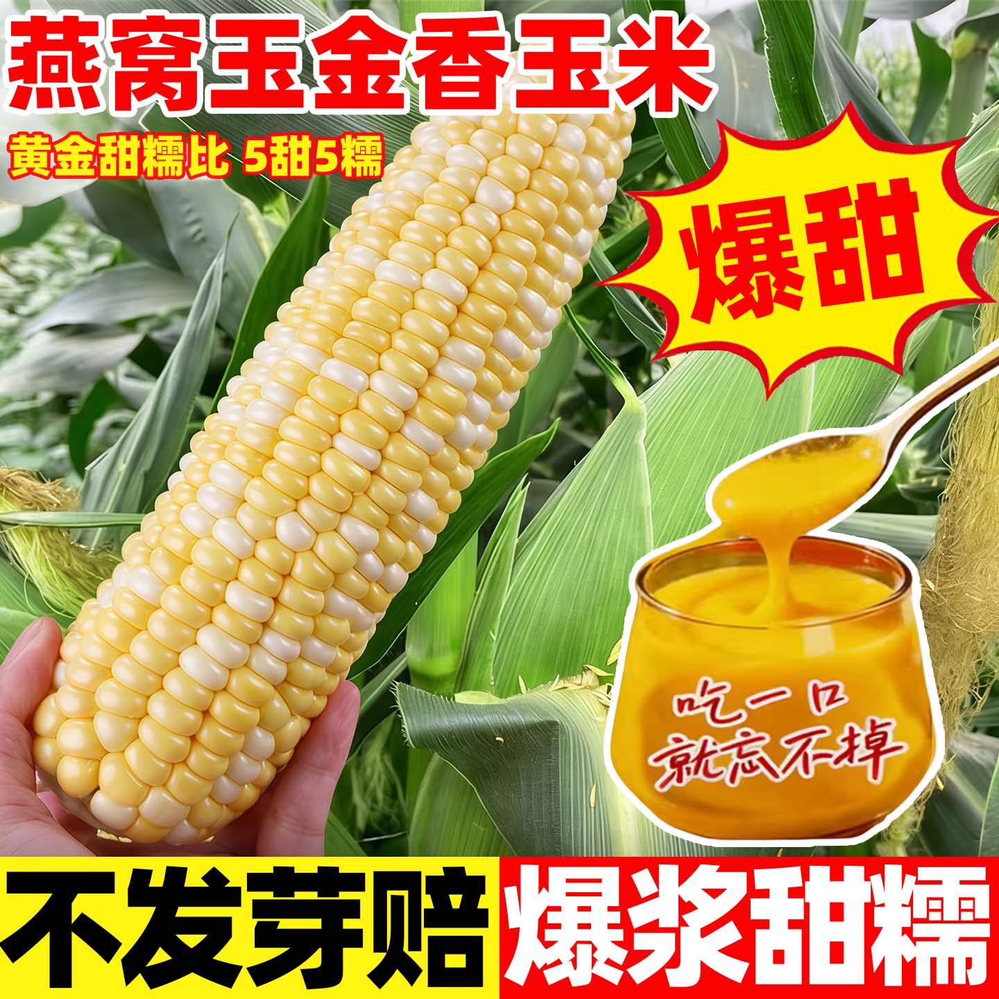 燕窝玉金香玉米种子甜糯同比超甜水果爆浆黄甜糯玉米籽种春夏秋播