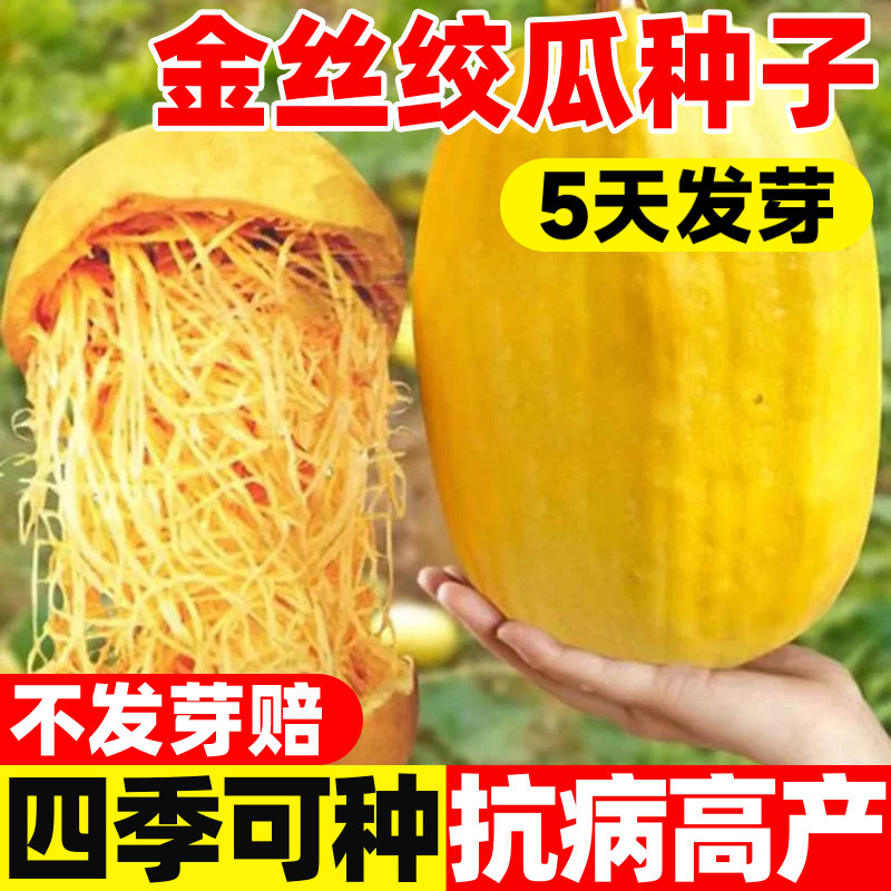 金丝绞瓜种子孑四季蔬菜庭院阳台种正宗薄皮搅瓜种籽天然食用粉丝