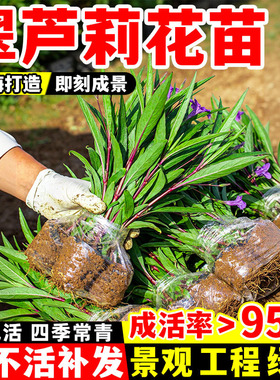 翠芦莉花苗兰花草绿化带好养紫花室外庭院花卉植物多年生耐寒耐旱