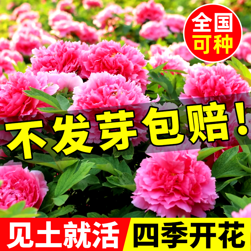 牡丹花种子四季开花易活庭院阳台盆栽种籽多年生重牡丹洛阳瓣花苗