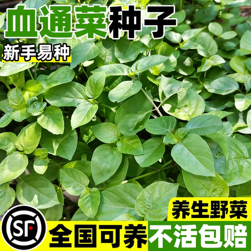 血通菜种子绿线叶宽叶十万错铁打