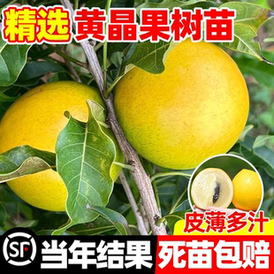 黄晶果树果苗黄金果苗久蜜冬蜜早熟盆栽嫁接四季当年结果南北方种