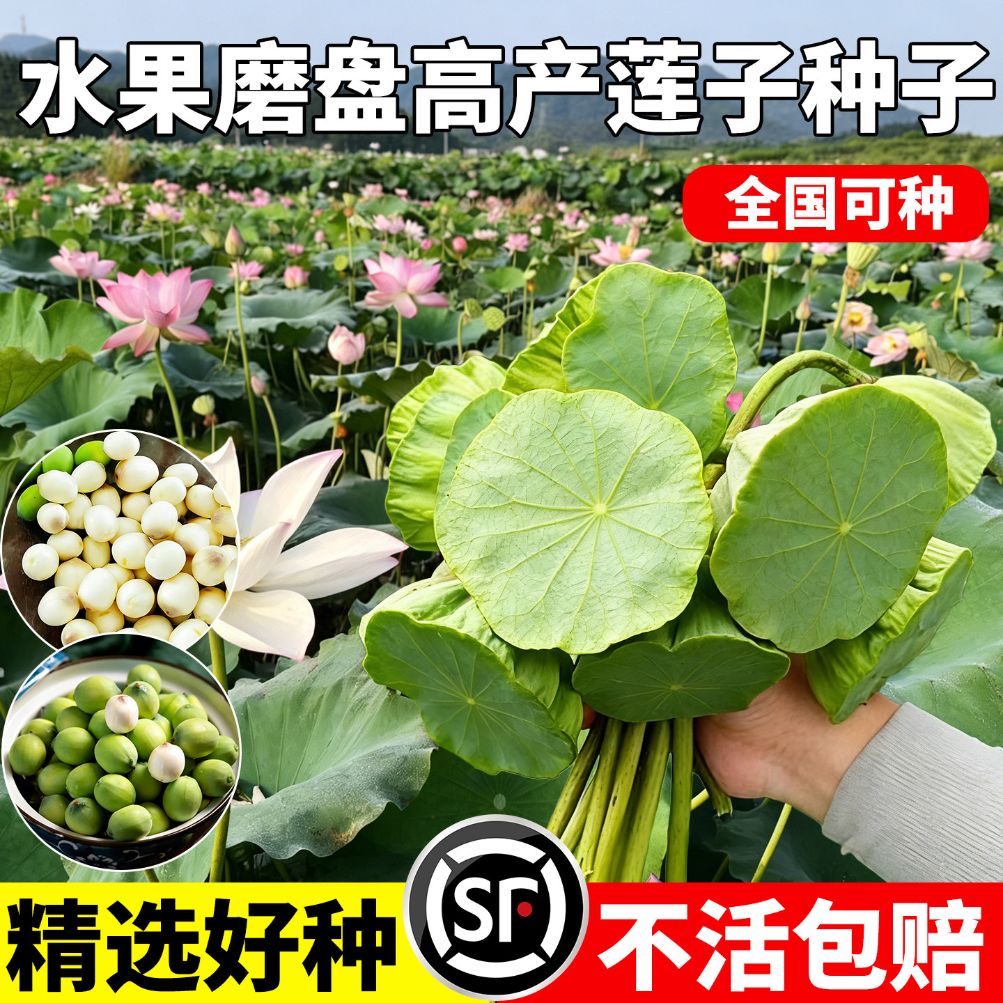 水果藕种子大型荷花种籽莲蓬高产藕莲子观赏荷花卉池塘水田种植藕