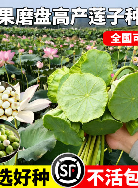 水果藕种子大型荷花种籽莲蓬高产