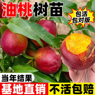 正宗桃树果苗冬桃油桃水蜜桃树苗带果南北方盆栽地栽庭院四季种植