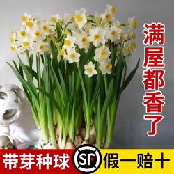 漳州水仙花种球盆栽水养带花苞风信子四季开年宵花卉植物室内好养