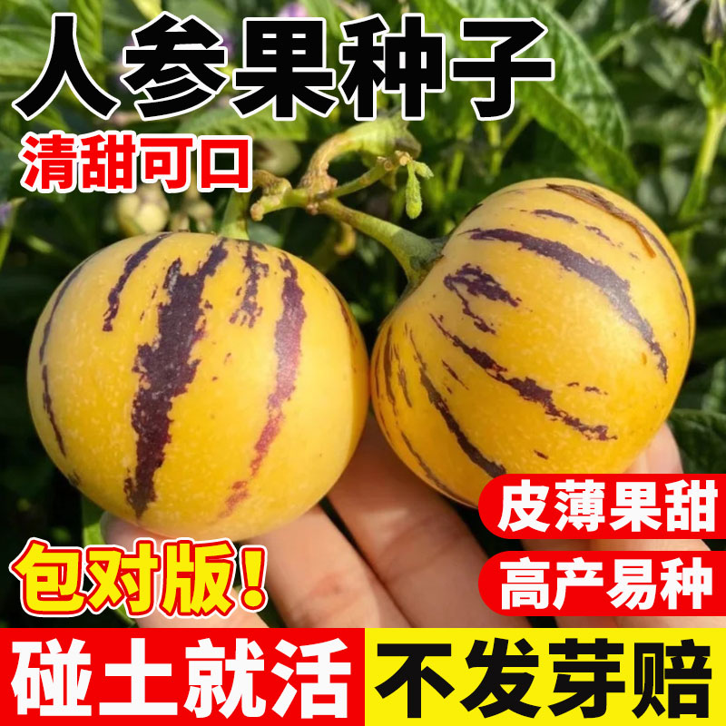 人参果种子正宗人生果种植庭院菜图片