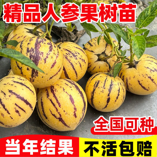人参果苗盆栽带果南北方种植