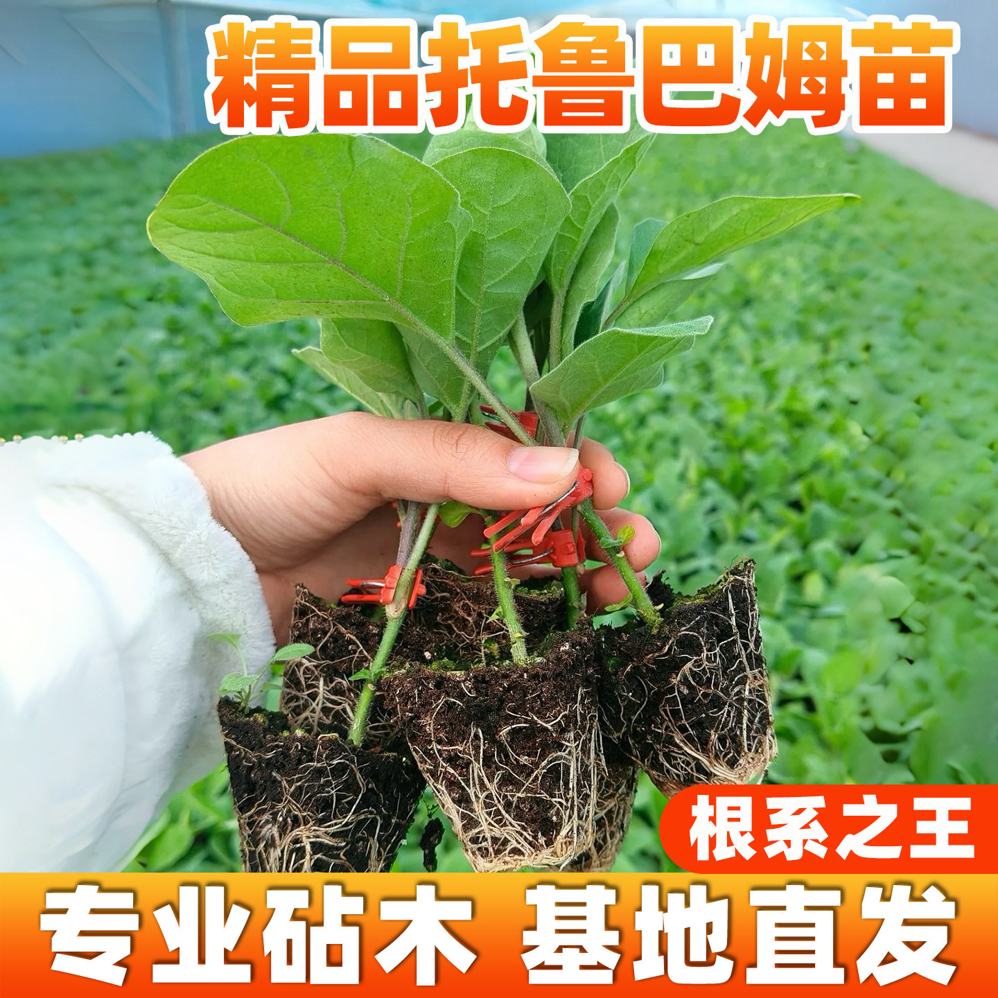 托鲁巴姆茄子嫁接砧木苗子茄子砧木苗嫁接茄子秧苗子托鲁巴姆苗子