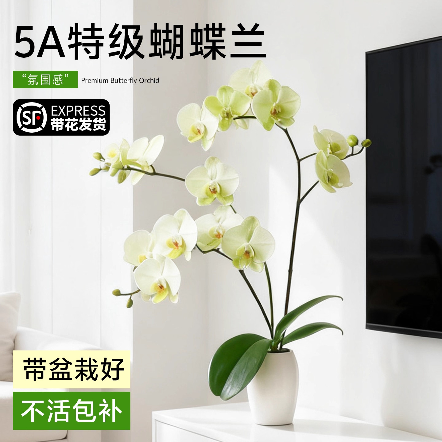 蝴蝶兰带花盆栽轻奢高级感特大号